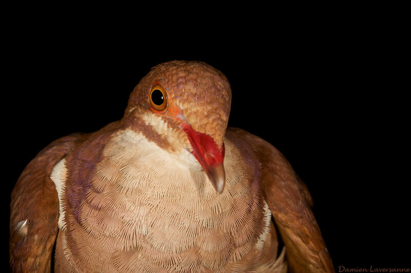 Ruddy Quail-Dove