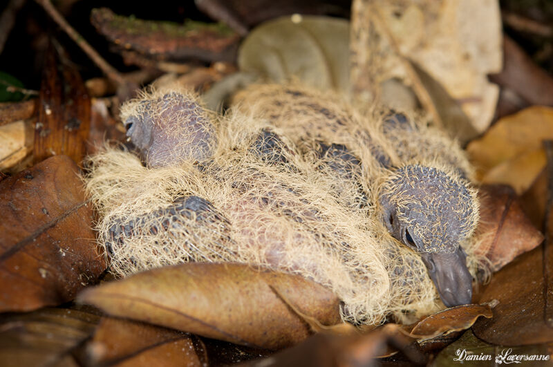 Colombe rouviolette1ère année