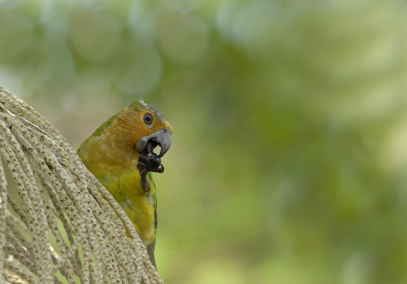 Brown-throated Parakeet