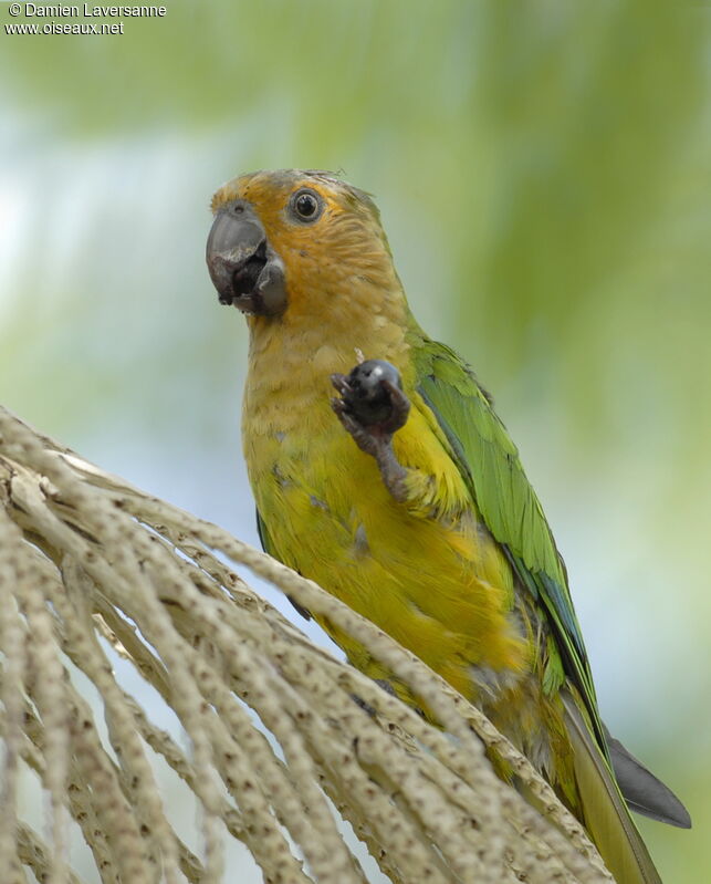 Conure cuivrée