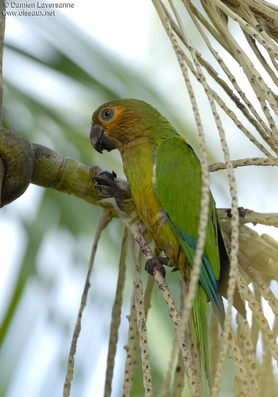 Conure cuivrée