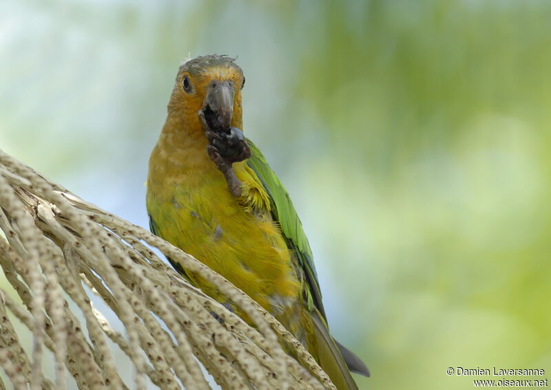 Brown-throated Parakeet