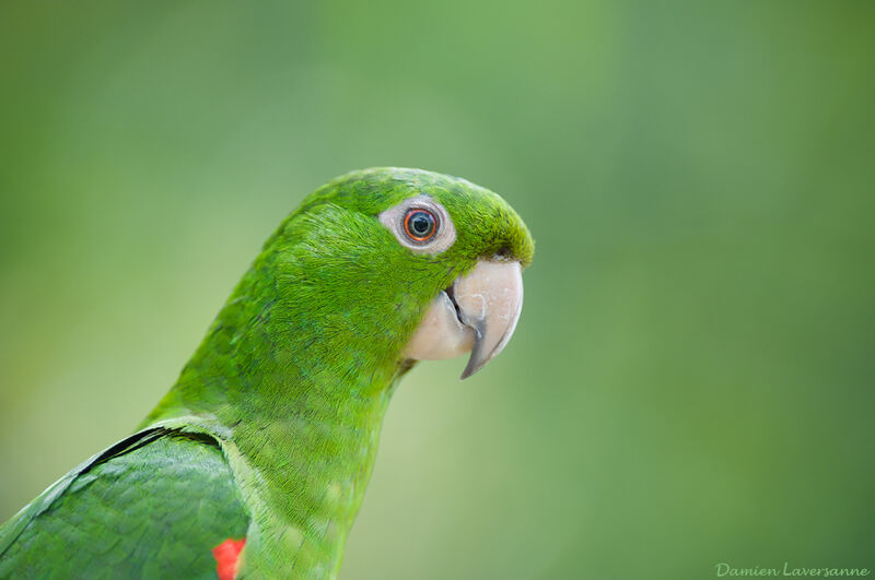 Conure pavouane, identification