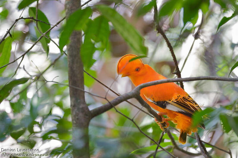 Coq-de-roche orange mâle adulte nuptial, identification