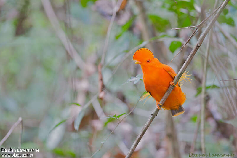 Coq-de-roche orange mâle adulte nuptial, portrait