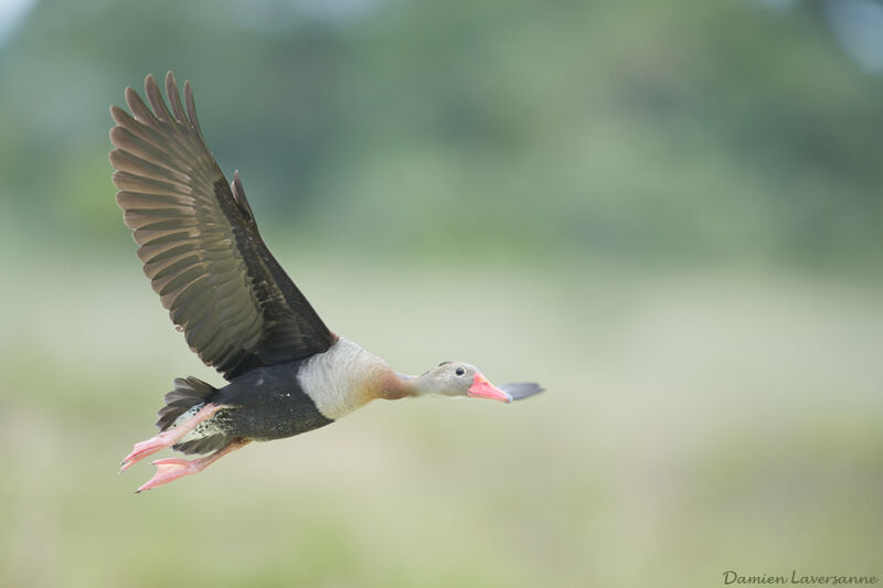 Dendrocygne à ventre noir