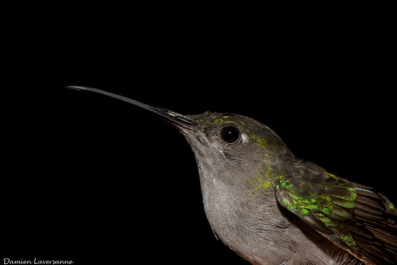 Fork-tailed Woodnymph