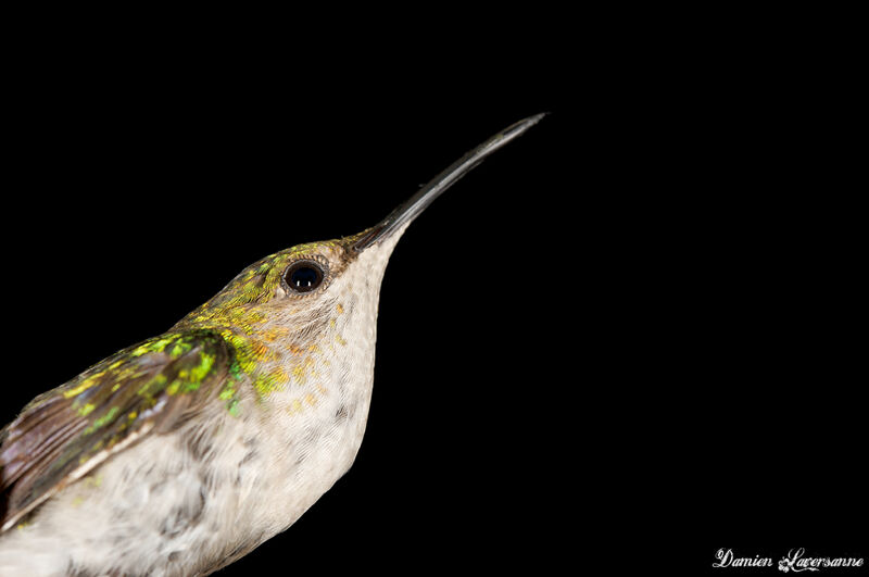 Fork-tailed Woodnymph