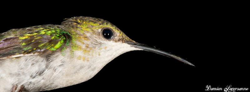 Fork-tailed Woodnymph