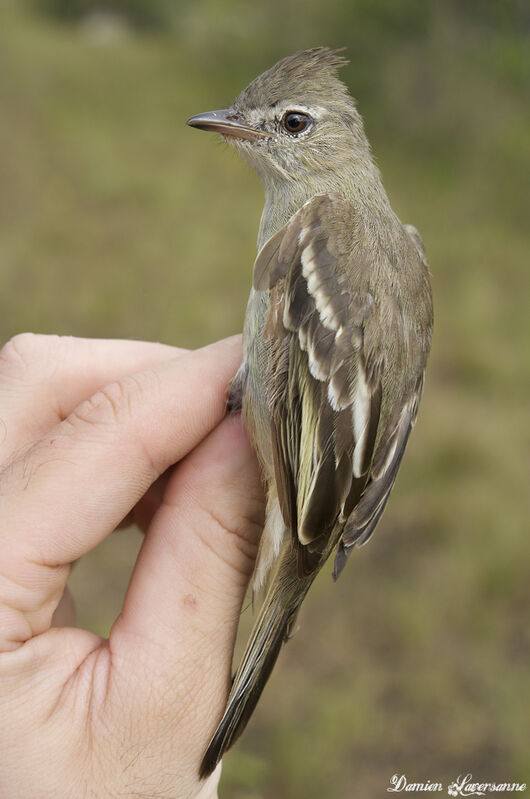 Plain-crested Elaenia