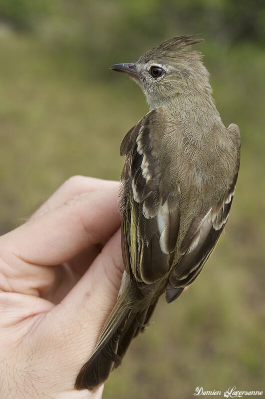 Plain-crested Elaenia