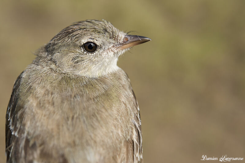 Lesser Elaenia