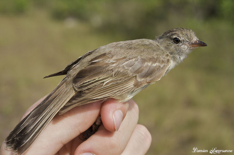 Lesser Elaenia