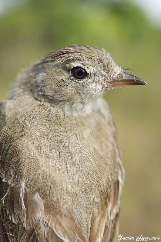 Lesser Elaenia