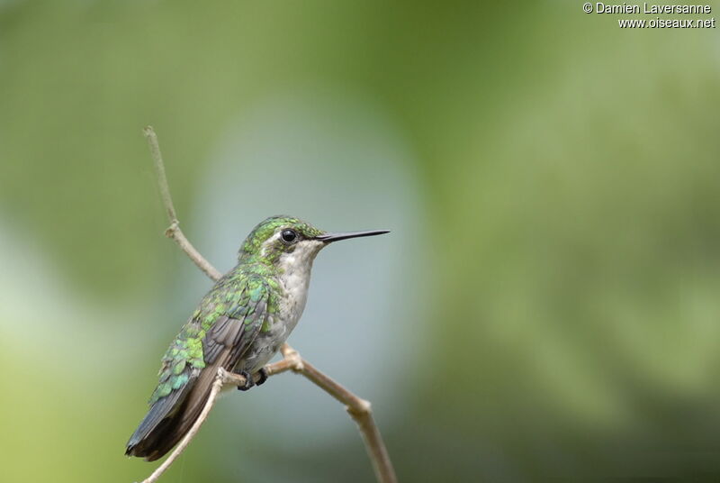 Blue-tailed Emerald