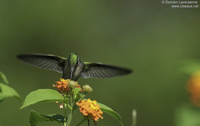 Blue-tailed Emerald