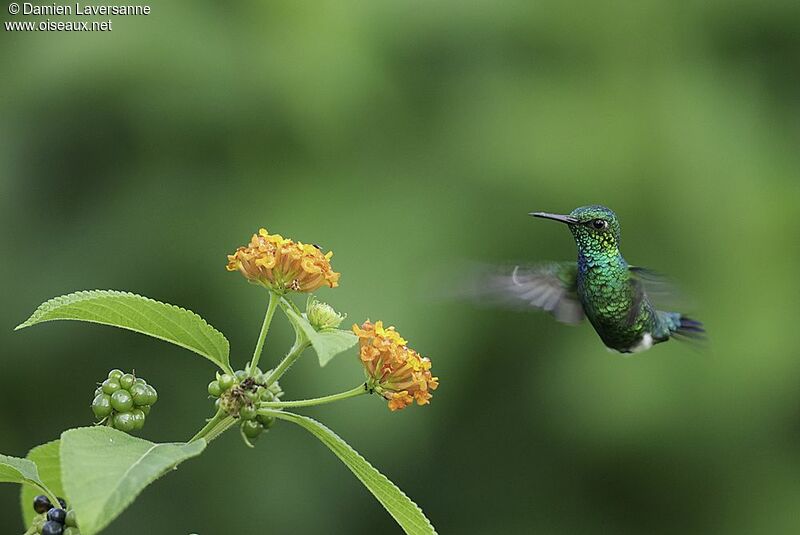 Blue-tailed Emerald male