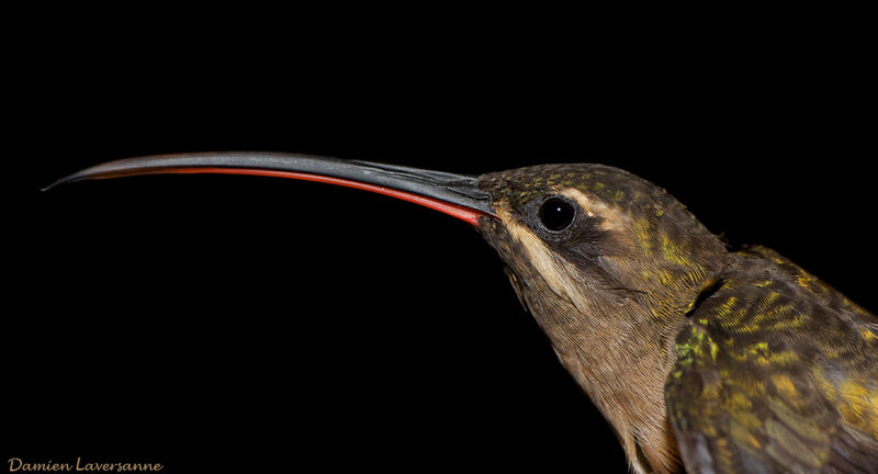 Great-billed Hermit