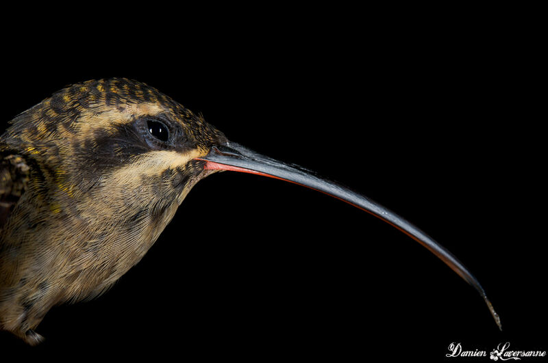 Great-billed Hermit