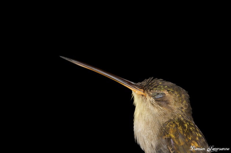 Straight-billed Hermit