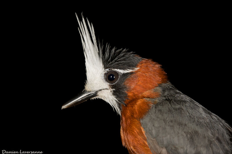 White-plumed Antbird