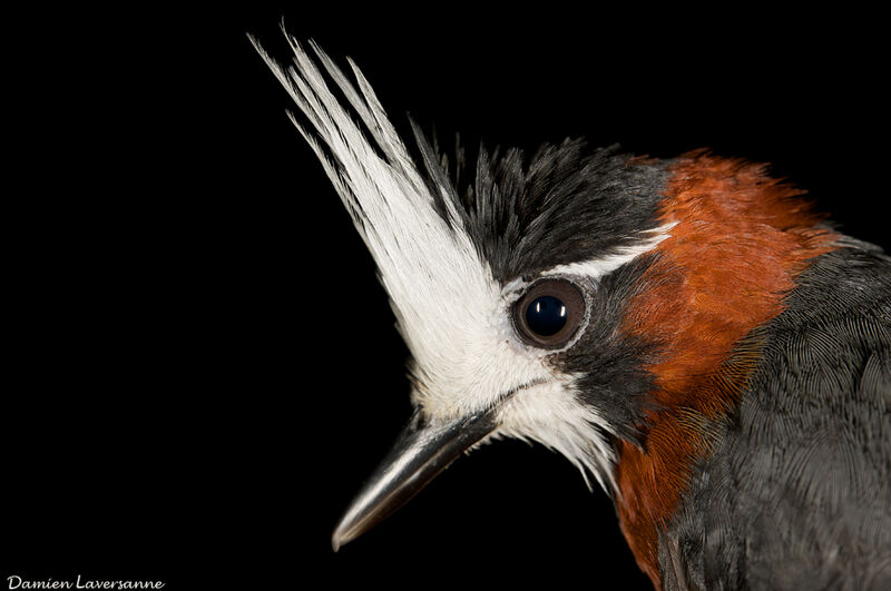 White-plumed Antbird