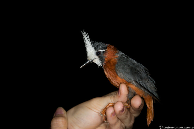 White-plumed Antbird