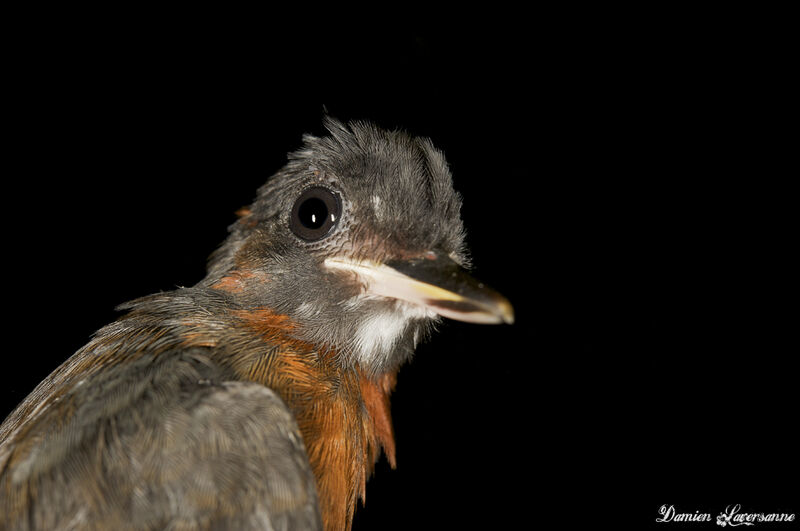 White-plumed Antbirdimmature