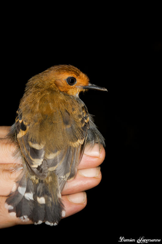 Common Scale-backed Antbird female adult