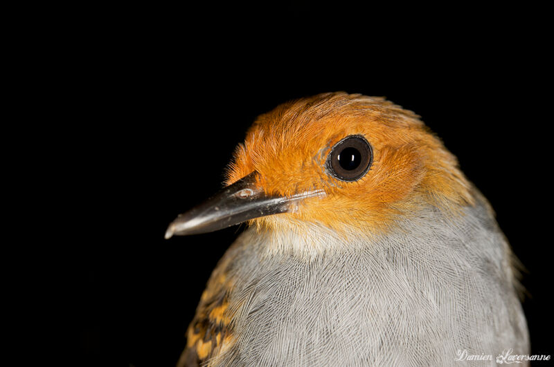 Common Scale-backed Antbird female adult