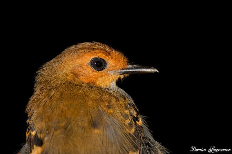 Common Scale-backed Antbird female adult