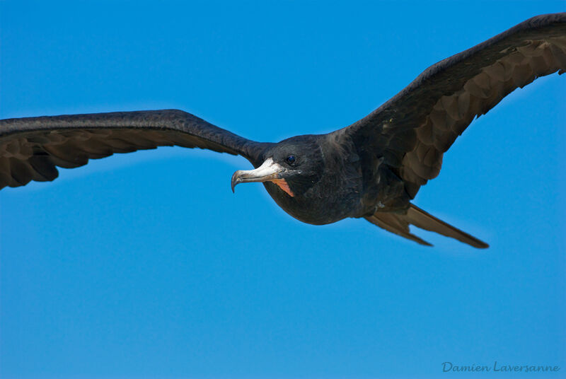 Magnificent Frigatebird