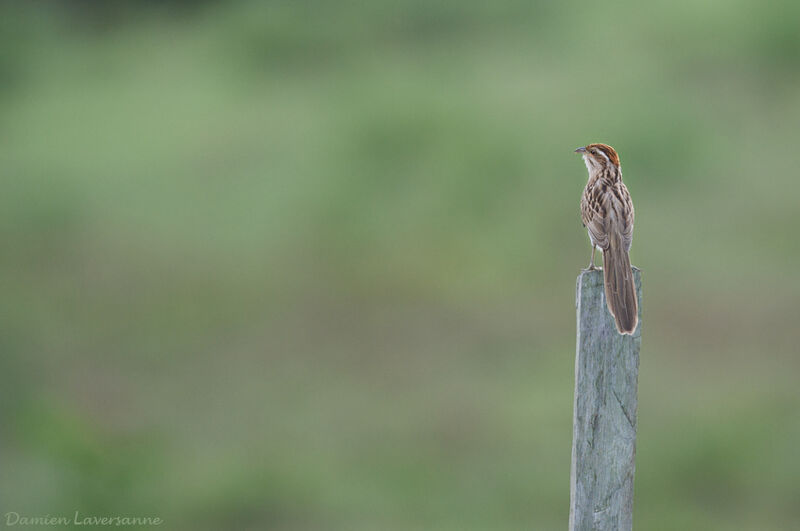 Striped Cuckoo