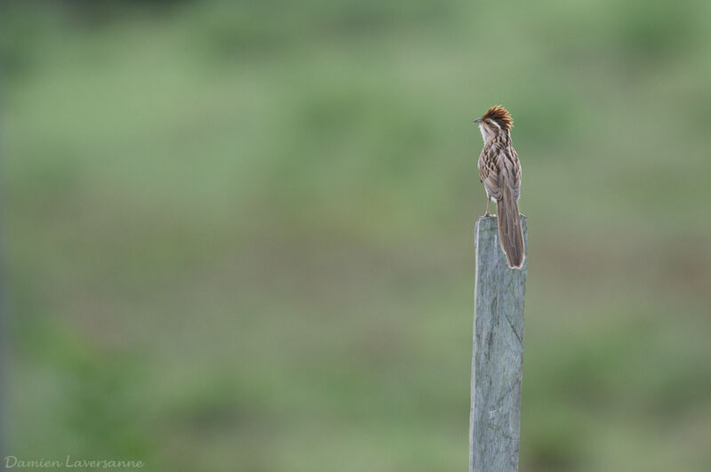 Striped Cuckoo