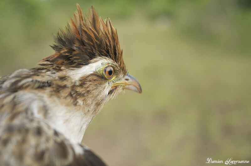 Striped Cuckoo