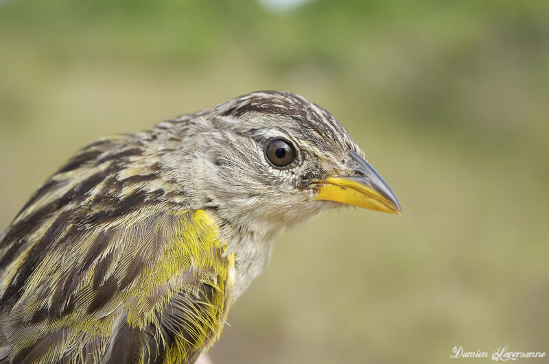 Wedge-tailed Grass Finchadult