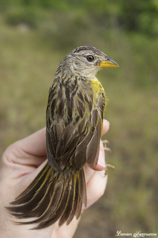 Wedge-tailed Grass Finchadult