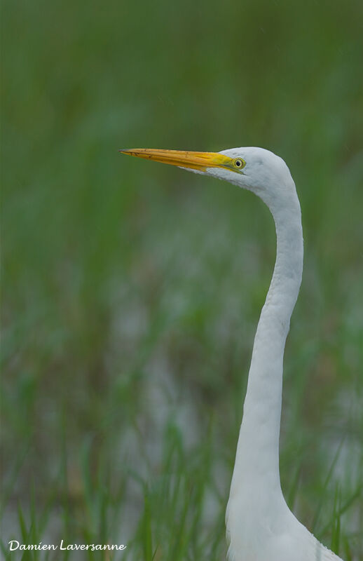 Grande Aigrette