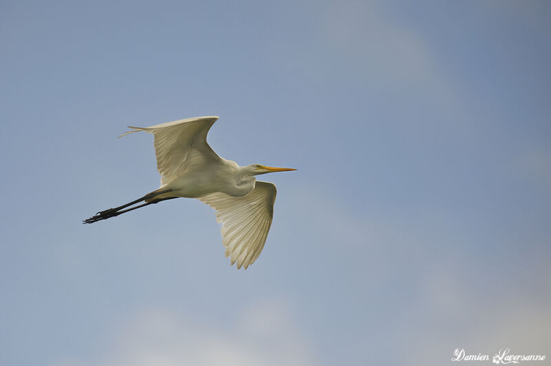 Grande Aigrette