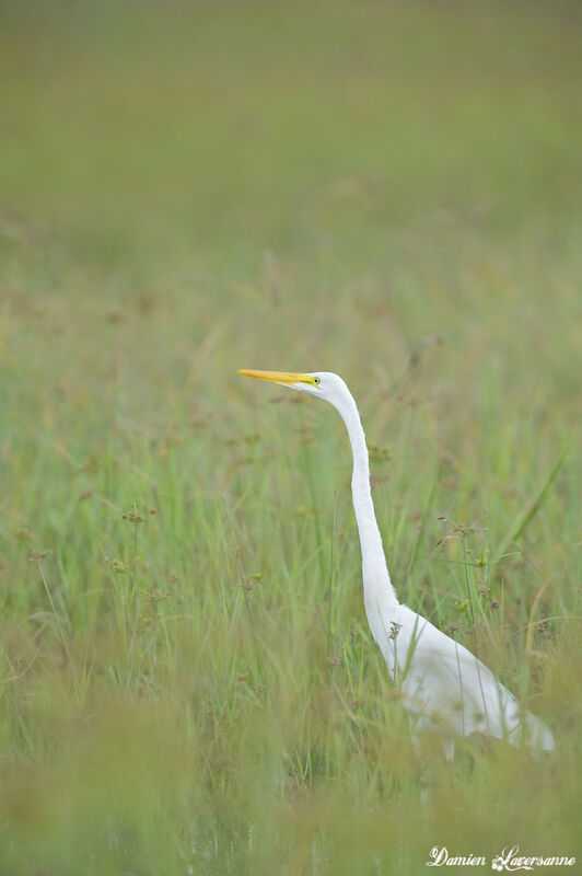 Grande Aigrette