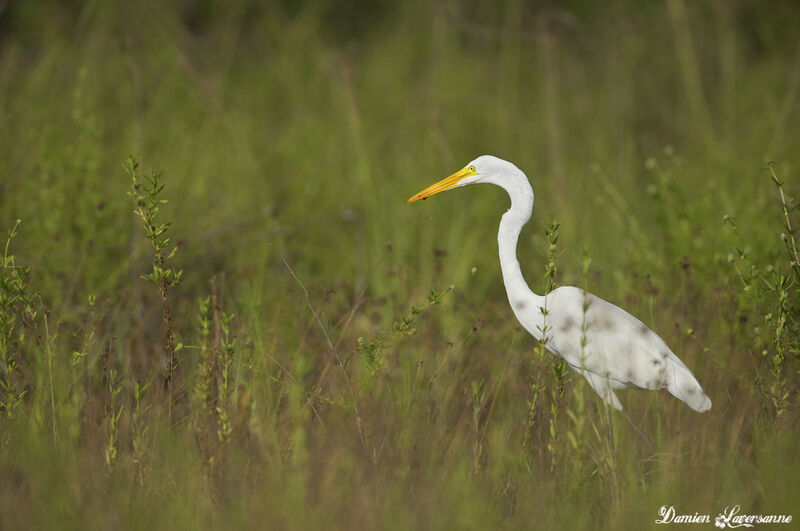 Great Egret