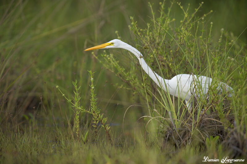 Grande Aigrette