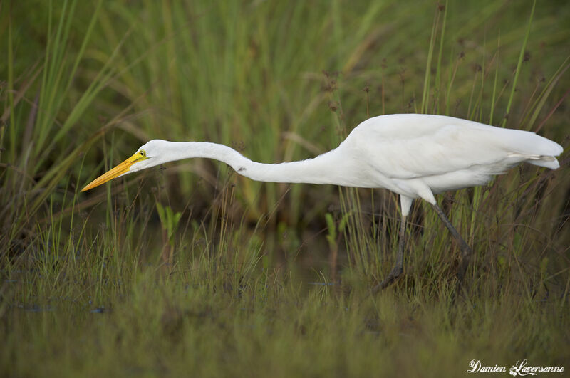 Grande Aigrette