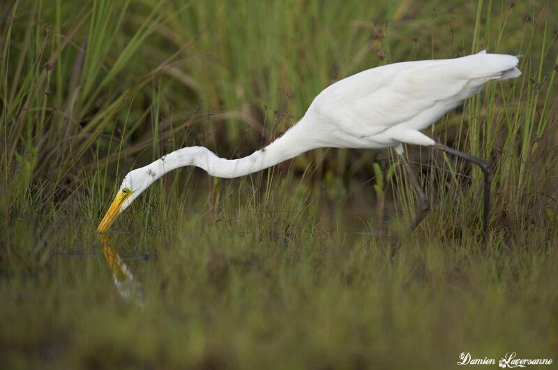 Great Egret