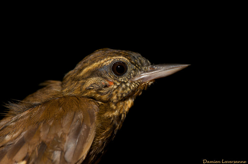 Wedge-billed Woodcreeper