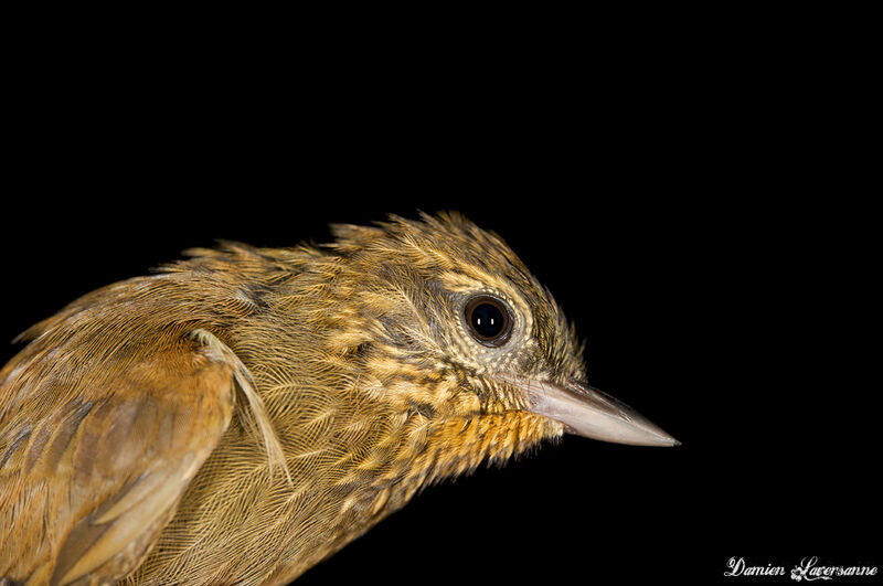 Wedge-billed Woodcreeper