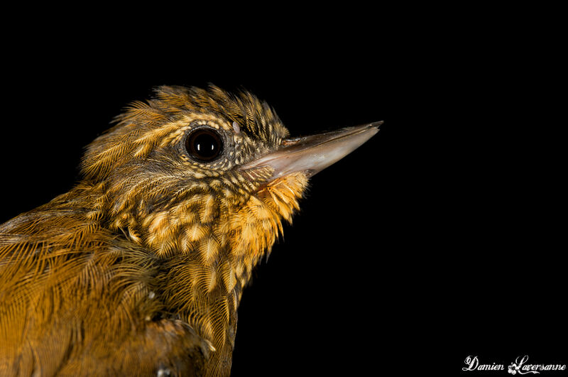 Wedge-billed Woodcreeper