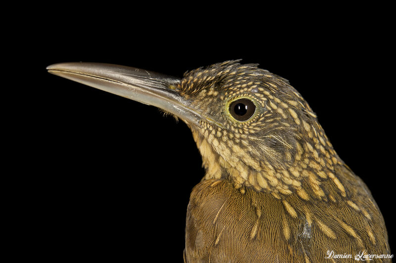 Chestnut-rumped Woodcreeper