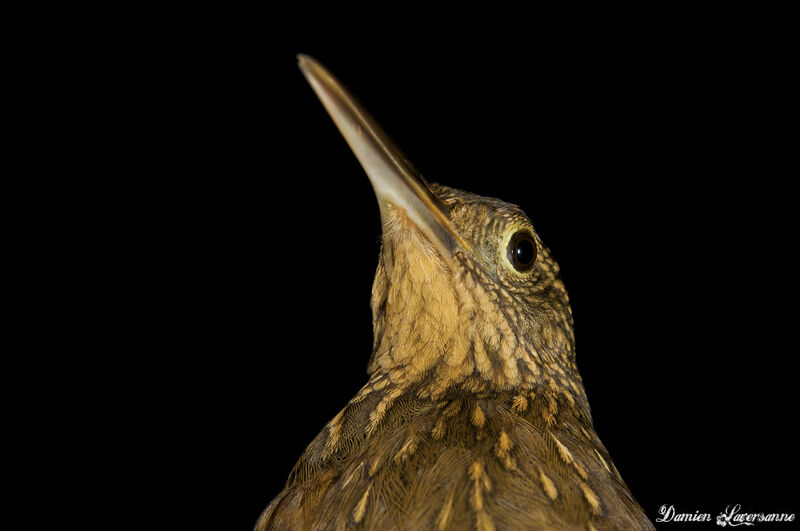 Chestnut-rumped Woodcreeper