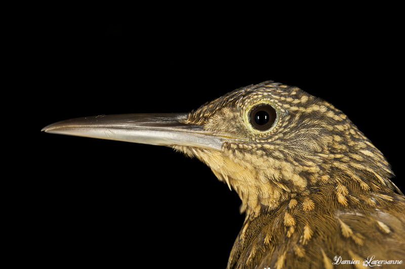 Chestnut-rumped Woodcreeper